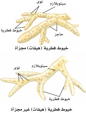 مخطط